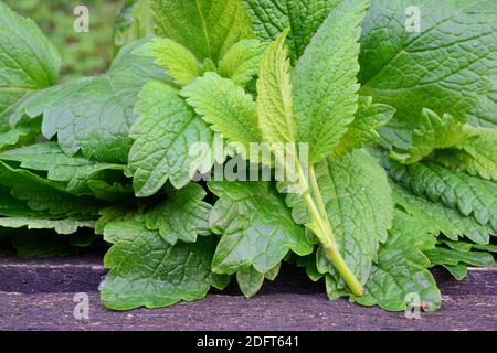 Heap of freshly harvested lemon balm leaves, fresh, green and aromatic, on old oak table, close up view, horizontal orientation Stock Photo