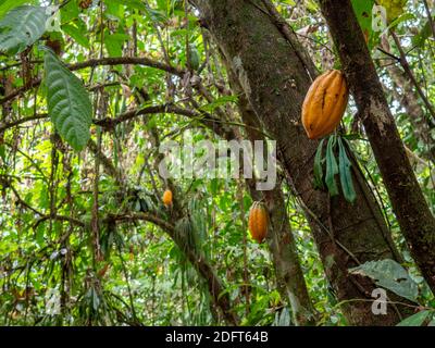 Cacao tree (Theobroma cacao) with ripe pods. This is Arriba Cacao or White Cacao, the highest quality cacao in Ecuador. Near Puerto Quito in western E Stock Photo