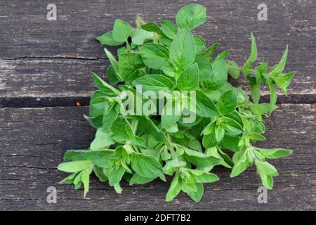 Heap of fresh, green, aromatic, just harvested oregano, on old oak wooden table, view from above Stock Photo