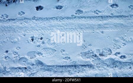 Traces of people, dogs, cats and cars in the snow Stock Photo