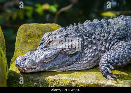 The closeup image of Chinese alligator (Alligator sinensis). A critically endangered crocodile endemic to China. Stock Photo