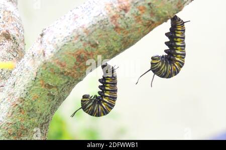 Two monarch butterfly (Danaus plexippus) caterpillars hang in tandem as they prepare to pupate. Their colour has already started to fade. Stock Photo