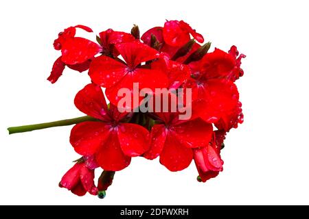 Close up red geranium flower and green leaf with water drop isolated on white background.Saved with clipping path. Stock Photo