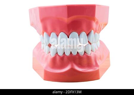 Big tooth model for demonstation isolated on white background.Saved with clipping path Stock Photo