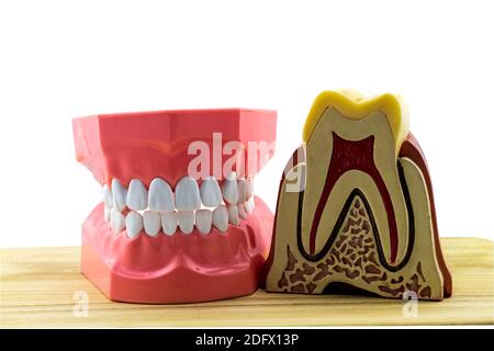 Big tooth model for demonstation  on white wooden background.Saved with clipping path Stock Photo