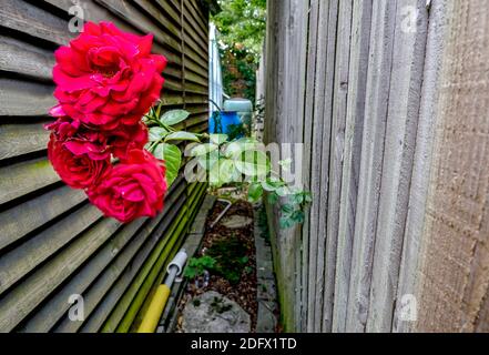 Despite the barriers in it's way,this long, thorny bright red flower from the next door neighbour managed to make its way through a small opening in t Stock Photo