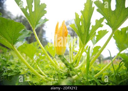 Courgette flowers on the plant Stock Photo