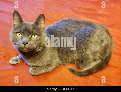 A cute Russian Blue cat on a red background Stock Photo