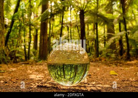 A little bit of lens ball refraction magic in the Rotorua Redwoods Forest with the ball sitting on the canopy and reflecting the trees and foliage Stock Photo