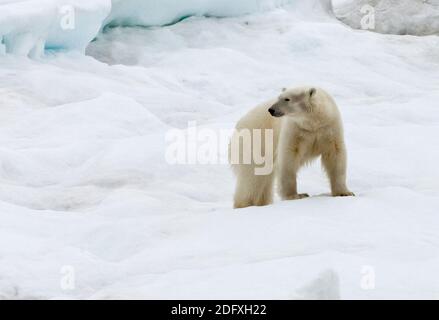 Polar Bear on ice, Bering Sea, Russia Far East Stock Photo