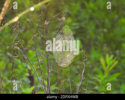 Spider Web Reflects the Sunrise As it Hangs on Branch Stems on the Prairie with Green Foliage in the Background Closeup Macro Stock Photo