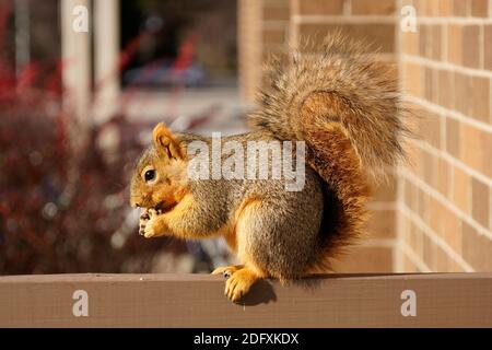 The squirrel eats a walnut on the bar of balcony Stock Photo