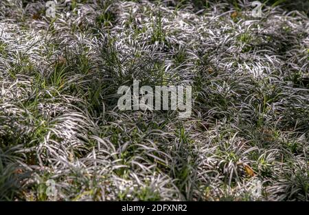 Cyperus esculentus or Evergold sedge is a crop of the sedge family. Grassland background. Stock Photo