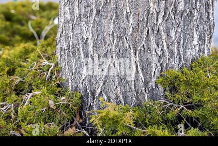 Closeup of a tree trunk growing from cypress cedar thicket during a winter Stock Photo