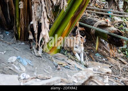 Sad little dog sitting in garbage under the banana tree Stock Photo