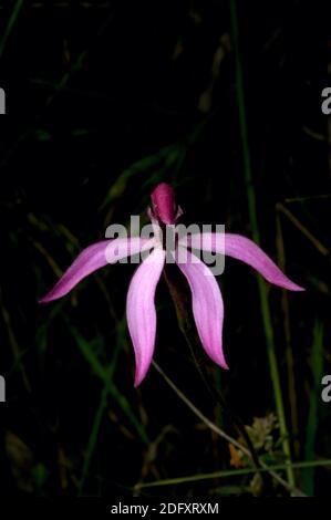 A Black Tongue Orchid (Caladenia Congesta) with a clear view of the black tongue, found at Baluk Willam Reserve in Belgrave South, Victoria. Stock Photo