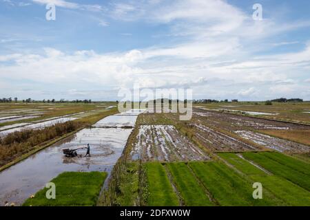 A stretch of rice field with a clear Stock Photo