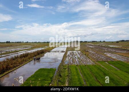 A stretch of rice field with a clear Stock Photo