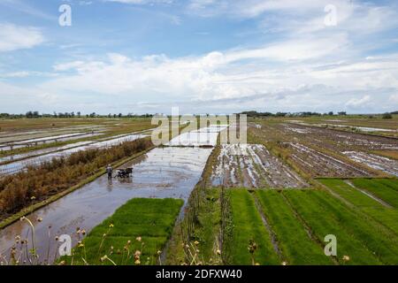 A stretch of rice field with a clear Stock Photo