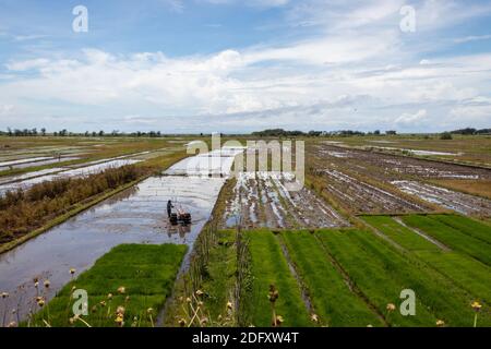 A stretch of rice field with a clear Stock Photo