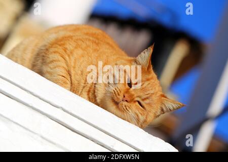 Photo portrait of a red cat lying in the sun Stock Photo