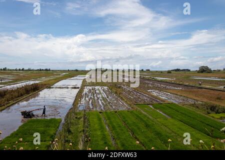 A stretch of rice field with a clear Stock Photo