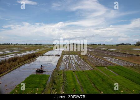 A stretch of rice field with a clear Stock Photo