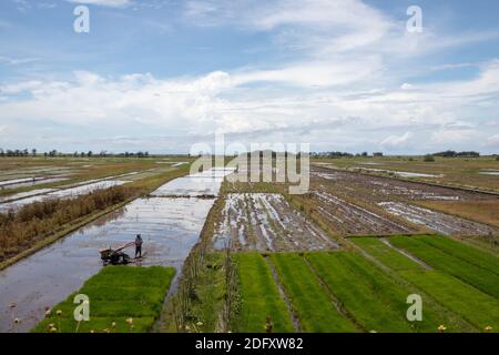 A stretch of rice field with a clear Stock Photo