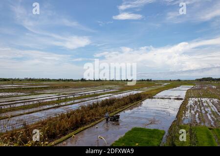 A stretch of rice field with a clear Stock Photo