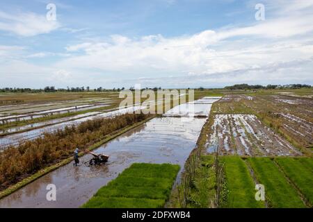 A stretch of rice field with a clear Stock Photo