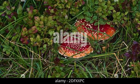 Closeup view of toxic fly agaric mushrooms (amanita muscaria) with red color and white dots hidden between green blueberry bushes in forest. Stock Photo