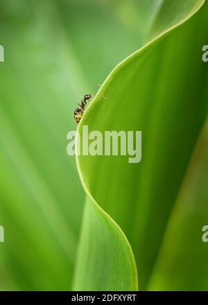 An ant walking on the edge of green lily leaf, portrait format Stock Photo