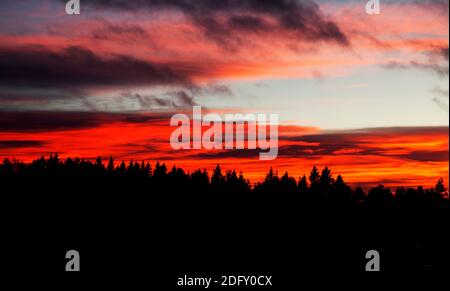 red sunset with forest in backlight Stock Photo