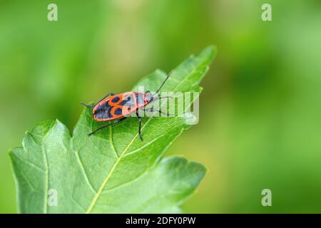 Pyrrhocoris apterus – the firebug – is a common insect of the family ...