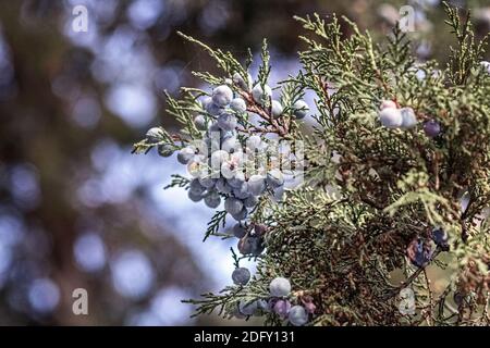 Thuja tree branch with blue berries in a relic forest. Stock Photo