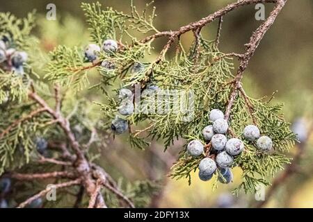 Thuja tree branch with blue berries in a relic forest. Stock Photo