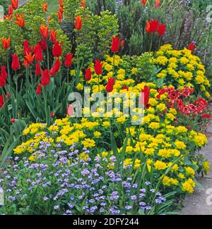 Detail of colourful border with Tulips and Euphorbia polychroma at Great Dixter Stock Photo