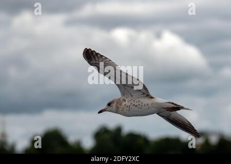 River gull in flight against the background of a cloudy sky Stock Photo