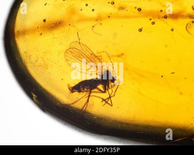 Fly fossilized inside a piece of 99 million year old Burmese amber (fossilized tree resin, also called burmite) Stock Photo