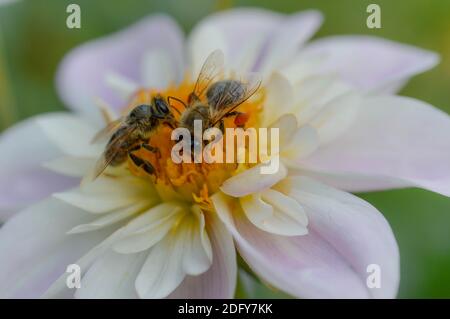 Two bees on a Dahlia 'Teesbrooke Audrey', close up, top view, pastel pink and white dahlia garden flower with a pair of bees. Stock Photo
