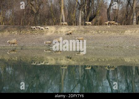 Ganderbal, India. 07th Dec, 2020. Flock of sheep is reflected in River sindh flowing.A valley between the Great Himalayan range and the Pir Panjal mountain range, Kashmir is a place of beautiful simplicity and pristine natural beauty. Kashmir has a variety of terrains ranging from lakes, snow-capped mountains, coniferous kissed hills to glacier fed rivers. Credit: SOPA Images Limited/Alamy Live News Stock Photo