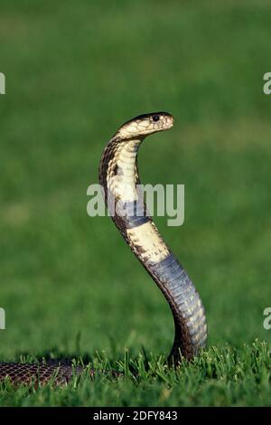Indian Cobra, naja naja, Venemous Specy Stock Photo