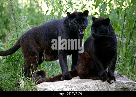 Black Panther, panthera pardus, Adults standing on Rock Stock Photo