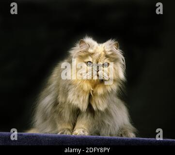 Smoke Persian Domestic Cat, Adult sitting against Black Background Stock Photo