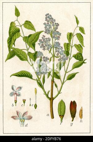 lilac / Syringa vulgaris / Flieder, Gewöhnlicher  / botany book, 1903) Stock Photo