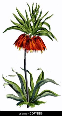 crown imperial, imperial fritillary or Kaiser's crown / Fritillaria imperialis / Kaiserkrone  / botany book, 1909) Stock Photo