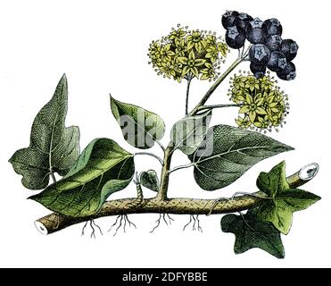 ivy / Hedera helix / Efeu Stock Photo - Alamy