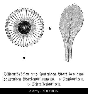 daisy / Bellis perennis / Gänseblümchen (botany book, 1880) Stock Photo