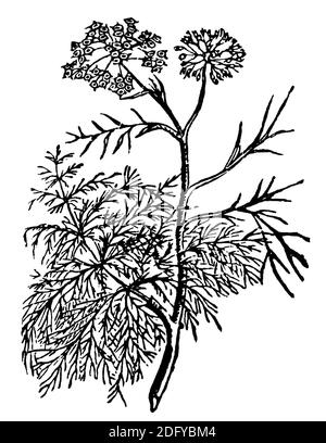 Fennel / Foeniculum vulgare / Fenchel (encyclopedia, 1900) Stock Photo