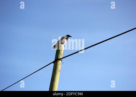 Crow On An Electric Pole Stock Photo